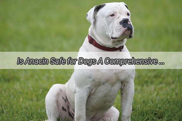 Is Anacin Safe for Dogs A Comprehensive Guide to Pet Safety and Medication